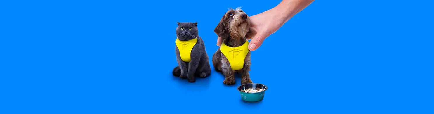Cagnolino